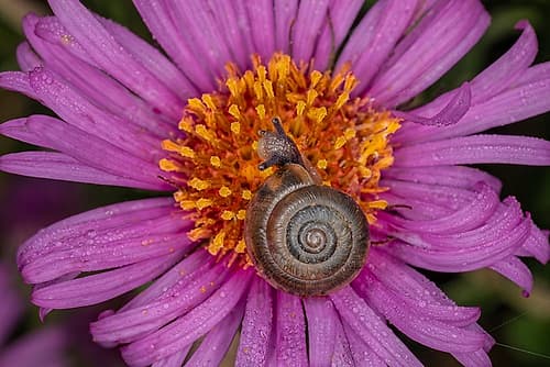 Kentucky land snail on purple flower-Kentucky Art Print